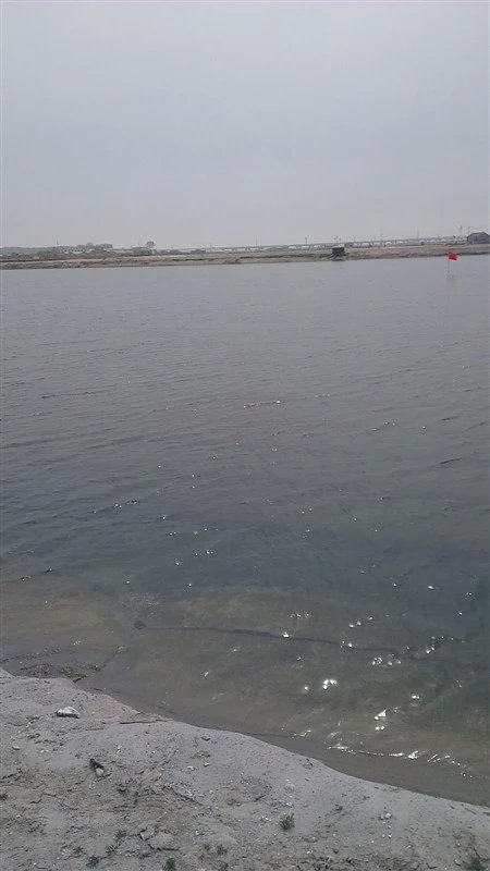 使用紫荆花产品海参池塘水色